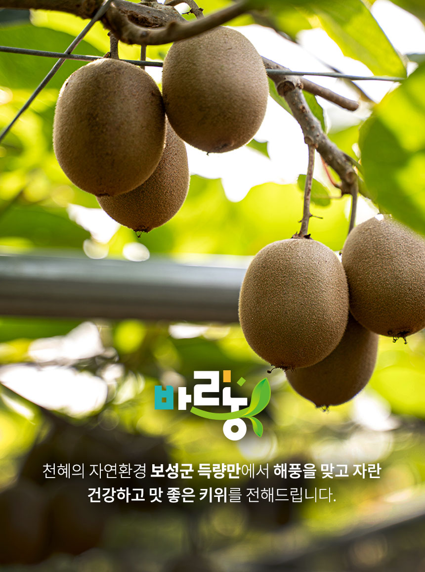 [바르농] 무농약 이상 골드키위 2kg